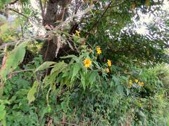 Tithonia longiradiata