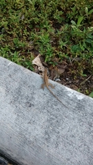 Anolis sagrei