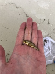 Menticirrhus americanus