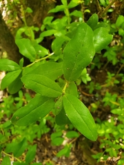 Archidasyphyllum diacanthoides