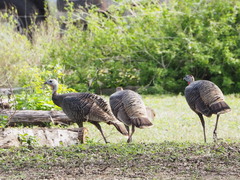 Meleagris gallopavo intermedia