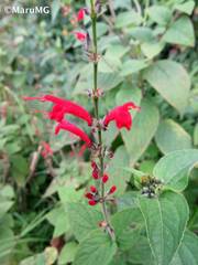 Salvia cinnabarina