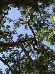 Buteo plagiatus