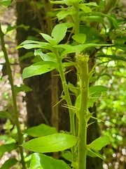 Archidasyphyllum diacanthoides