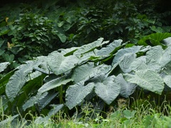 Alocasia macrorrhizos