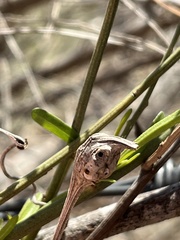 Neolasioptera lathami