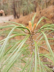 Pinus durangensis