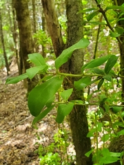 Archidasyphyllum diacanthoides