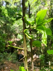 Archidasyphyllum diacanthoides