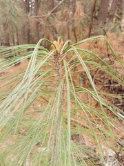 Pinus durangensis