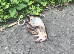Didelphis marsupialis