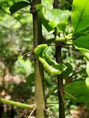 Archidasyphyllum diacanthoides