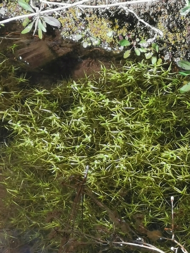 Twoheaded water-starwort (Callitriche heterophylla)
