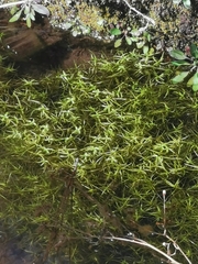Callitriche heterophylla