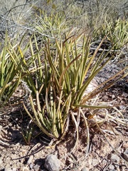 Agave schottii
