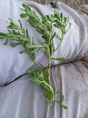 Centipeda cunninghamii