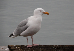 Larus argentatus