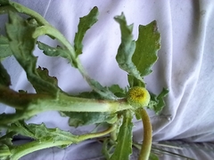 Centipeda cunninghamii