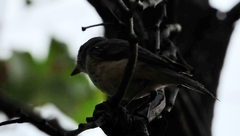 Pachycephala rufiventris