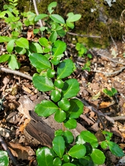 Azara microphylla