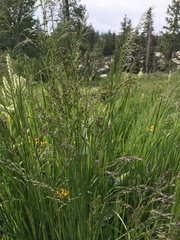 Glyceria elata