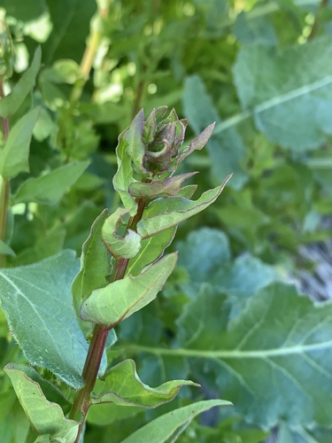 San Diego coastalcreeper (Aphanisma blitoides)