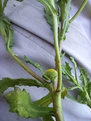 Centipeda cunninghamii