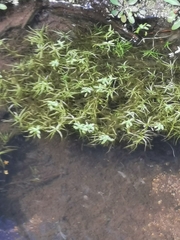 Callitriche heterophylla