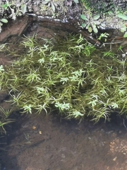 Callitriche heterophylla