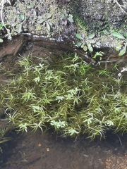 Callitriche heterophylla