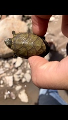 Kinosterninae