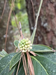 Cornus disciflora