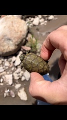Kinosterninae