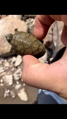 Kinosterninae