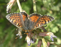 Melitaea minerva minerva