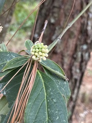 Cornus disciflora