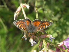 Melitaea minerva minerva