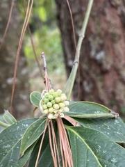 Cornus disciflora