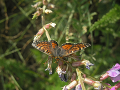 Melitaea minerva minerva