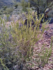 Mortonia scabrella
