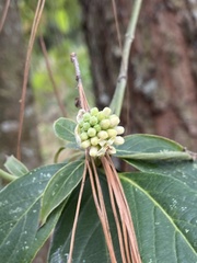 Cornus disciflora