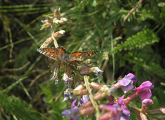 Melitaea minerva minerva
