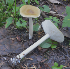 Melanoleuca strictipes