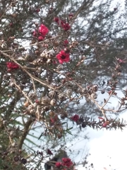 Leptospermum scoparium