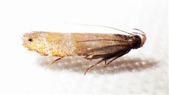 Battaristis vittella