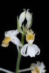 Cephalantheropsis