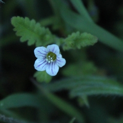 Eucrypta chrysanthemifolia