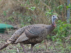 Meleagris gallopavo intermedia