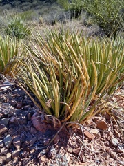 Agave schottii