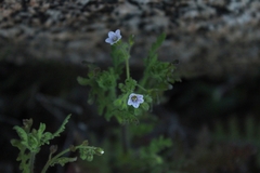 Eucrypta chrysanthemifolia